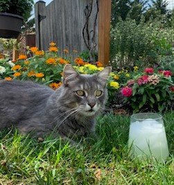 Tips for Keeping Your Cat Cool During the Summer